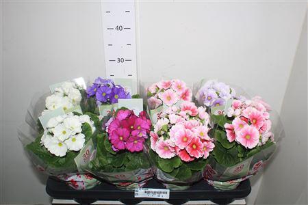 <h4>Prim Ob Tm Gem</h4>