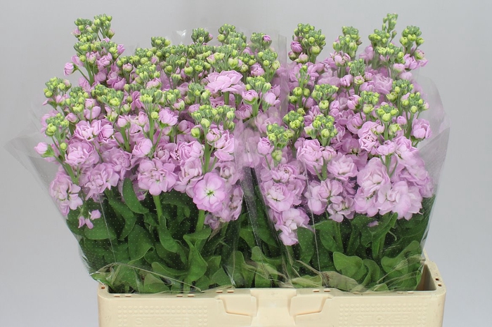 <h4>Matthiola Pale Pink</h4>