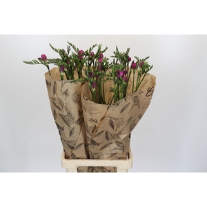 Freesia One Pink XXL