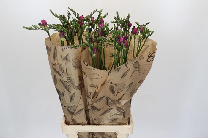 <h4>Freesia One Pink XXL</h4>