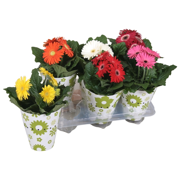 <h4>Gerbera gemengd 2+bl 12cm in potcover groen/wit</h4>