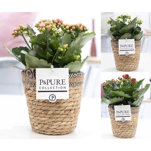 Kalanchoe mix in P&PURE Basket 6