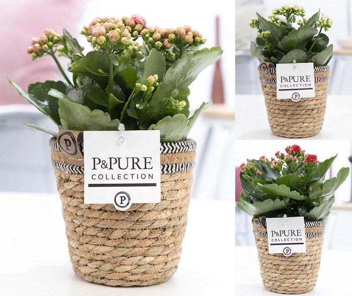 <h4>Kalanchoe mix in P&PURE Basket 6</h4>