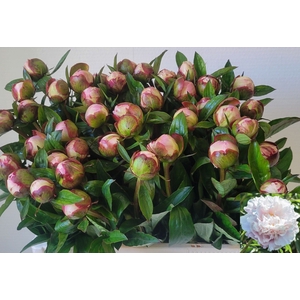 PAEO L GARDENIA
