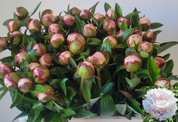 <h4>PAEO L GARDENIA</h4>
