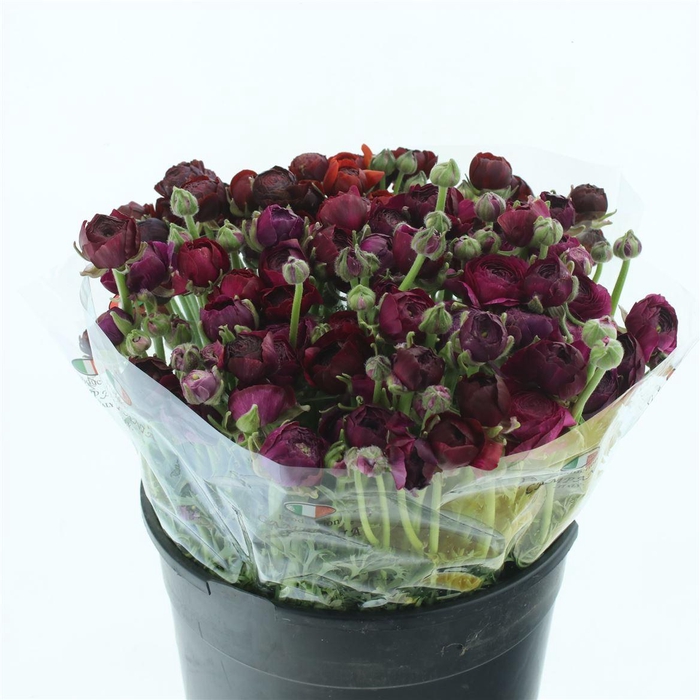 <h4>Ran El Burgundy</h4>