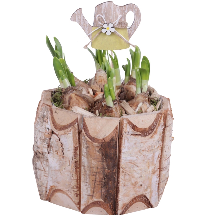 <h4>Bulbs Arr. Narcis Wooden Pot Round Birchwood Ø17cm</h4>