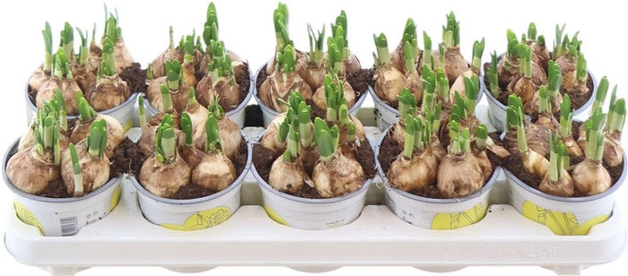 <h4>Narc O Tete A Tete</h4>