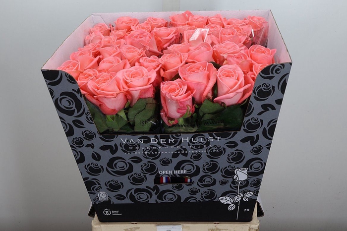 <h4>Rosa GR 'Liesbeth'</h4>
