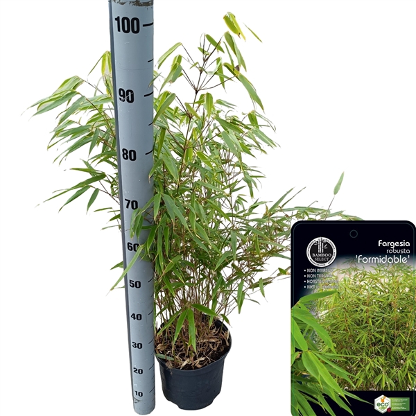 <h4>Fargesia robusta 'Formidable'</h4>
