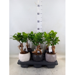 Ficus microcarpa 'Ginseng'
