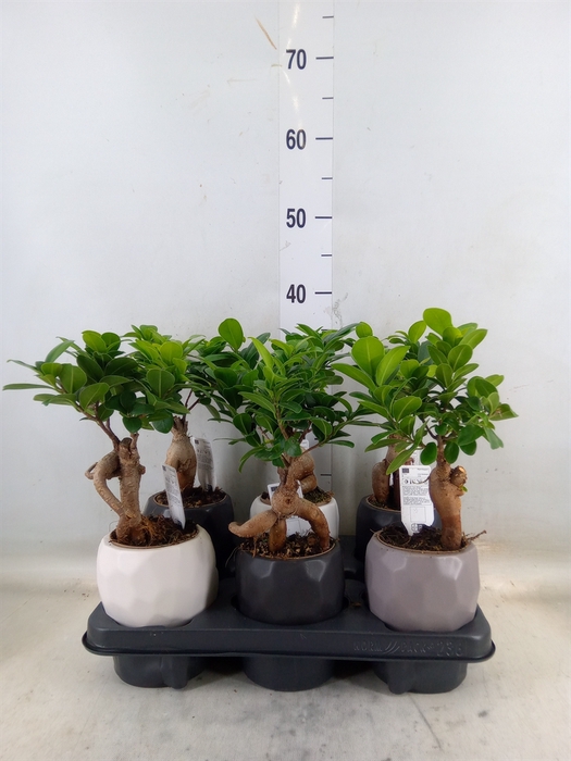 <h4>Ficus microcarpa 'Ginseng'</h4>