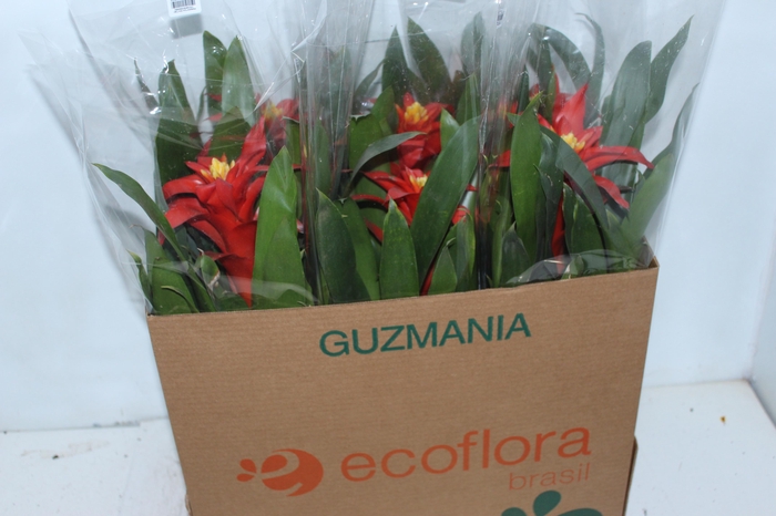 <h4>GUZM. CALIPSO P14</h4>