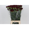Dianthus St Zurigo
