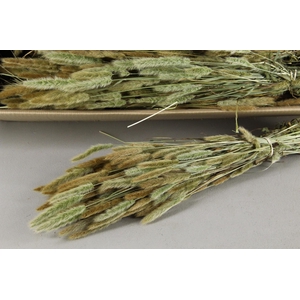 DF Polypogon Nat. Bs 100g