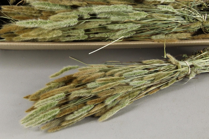 <h4>DF Polypogon Nat. Bs 100g</h4>