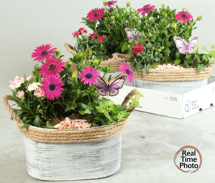 <h4>ARR TUINPLANTEN</h4>