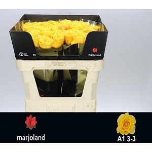 R GR PALMARES! JONG GEWAS 3-3 A1