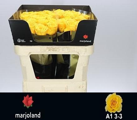 <h4>R GR PALMARES! JONG GEWAS 3-3 A1</h4>