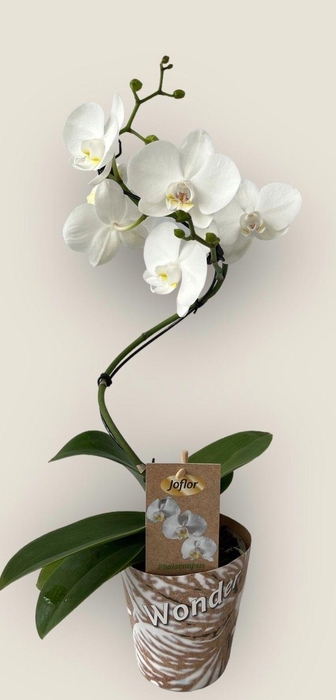 <h4>1 tak wit spiraal</h4>