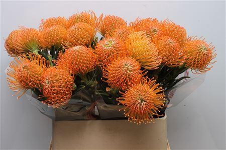 <h4>Leuco Ayoba Peach</h4>