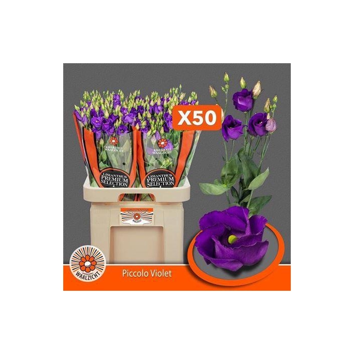 <h4>Eus E Picco Violet (x50)</h4>