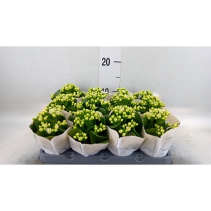 Kalanchoe  'MoreFlow Paris'