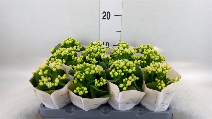 <h4>Kalanchoe  'MoreFlow Paris'</h4>
