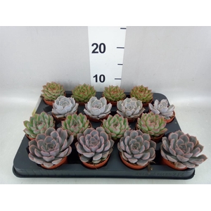 Echeveria   ...mix