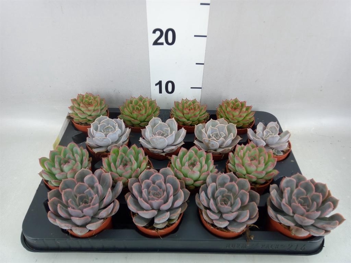 <h4>Echeveria ...mix</h4>