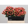 Hypericum Magical Royal Princess