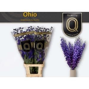 DELPH DU OHIO 110CM X30