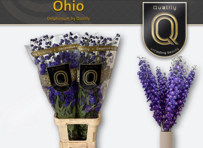 <h4>DELPH DU OHIO 100CM X30</h4>