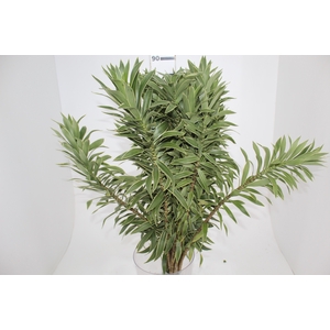 FOLHAGEM DRACENA PLEOMELE CINZA