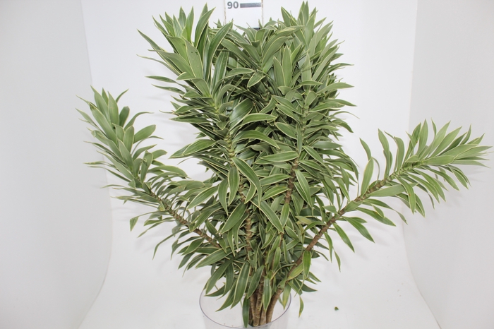 FOLHAGEM DRACENA PLEOMELE CINZA