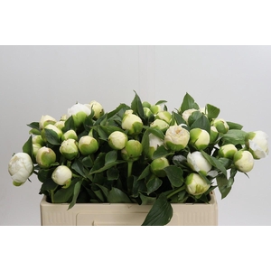 Paeonia Bridal Gown