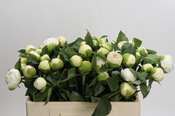 <h4>Paeonia Bridal Gown</h4>