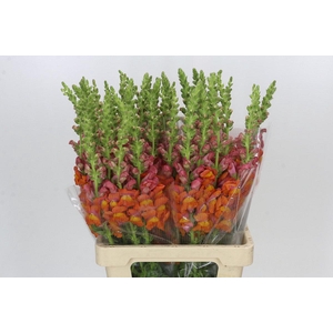 Antirrhinum Potomac Dark Orange
