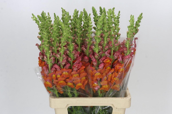 <h4>Antirrhinum Potomac Dark Orange</h4>