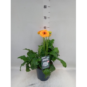 Gerbera  'Landscape'   ...mix