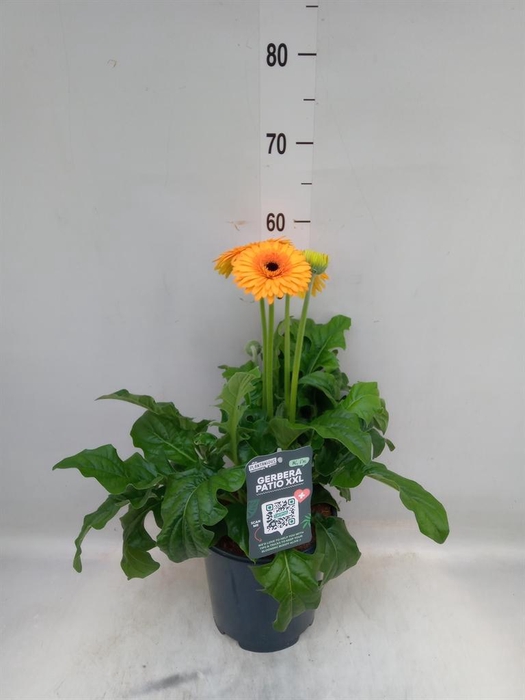 <h4>Gerbera  'Landscape'   ...mix</h4>