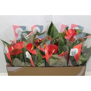ANTHURIUM RED SUCCESS P15