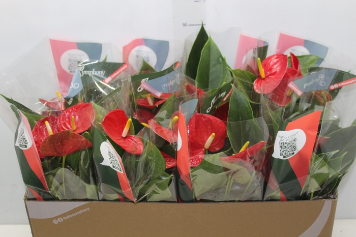 <h4>ANTHURIUM RED SUCCESS P15</h4>