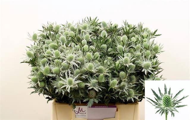 <h4>ERYNGIUM SIRIUS QUESTAR</h4>