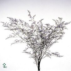 <h4>Limonium Misty Blue</h4>