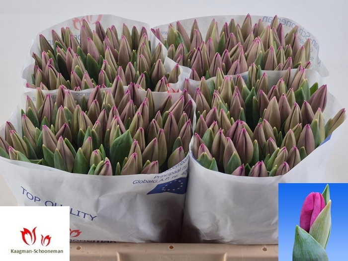 <h4>TU EN ROESKA</h4>