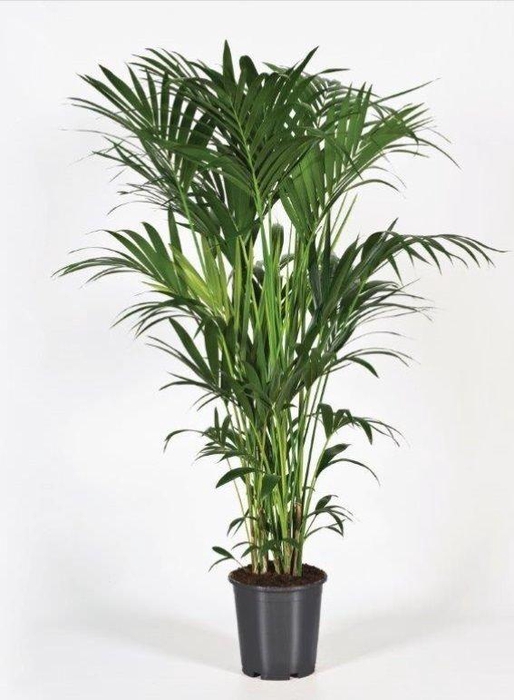 <h4>Howea forsteriana 160cm (Kentia)</h4>