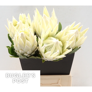 Protea Ayoba Arctic Ice