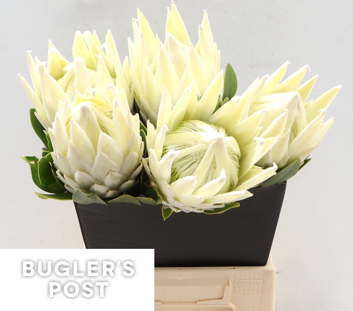 <h4>Protea Ayoba Arctic Ice</h4>