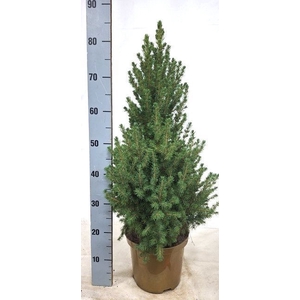PICEA GL CONICA